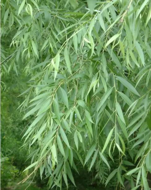 植树的诗句最有名的（关于植树的诗句或名言）