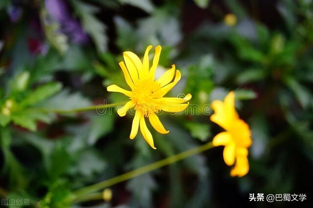 关于菊花的作文300字以上三年级（关于菊花的作文题目）