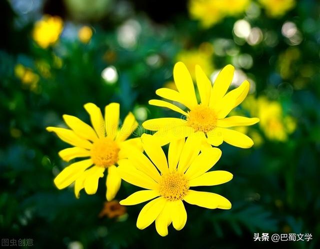 关于菊花的作文300字以上三年级（关于菊花的作文题目）