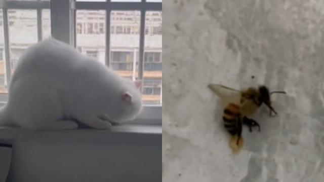 可爱的小猫作文400字，可爱的小猫作文400字四年级优秀
