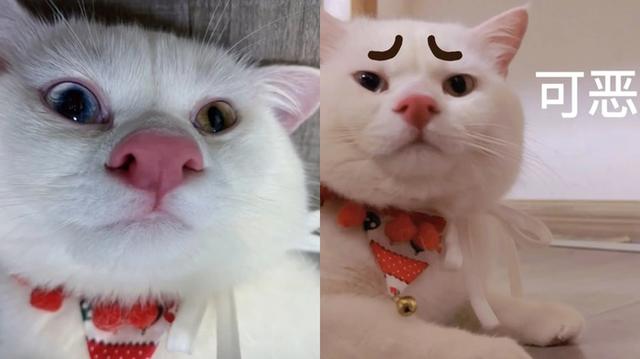 可爱的小猫作文400字，可爱的小猫作文400字四年级优秀