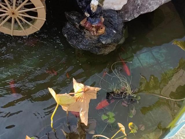 可爱的小金鱼300字作文，可爱的小金鱼300字作文三年级！